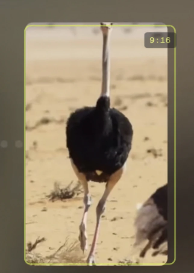 成片画面：ReframeAnything 那一镜，鸵鸟画面从 16:9 挤压成 9:16，外面一圈柠檬绿色的框